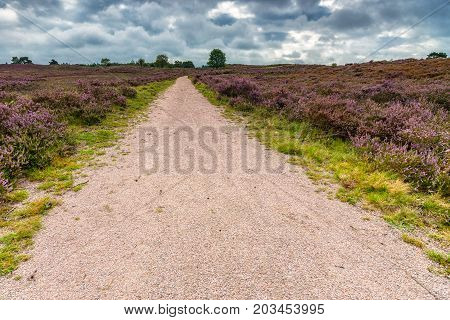 Sandpaths in a thriving pagan landscape full of purple blossoms. Typical Veluws landscape in Dutch natural areas