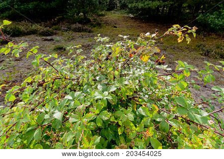 Bush with red and ripe blackberries in a forest along the road side