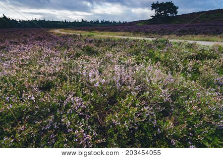Sandpaths in a thriving pagan landscape full of purple blossoms. Typical Veluws landscape in Dutch natural areas