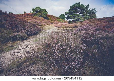 Purple flowering heaths and bushes on the Renderklippen near Epe Heerde on the Dutch Veluwe. The end of summer and the entrance of autumn.
