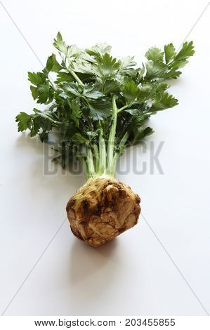 Bottom view of celeriac bulb, vertical aspect