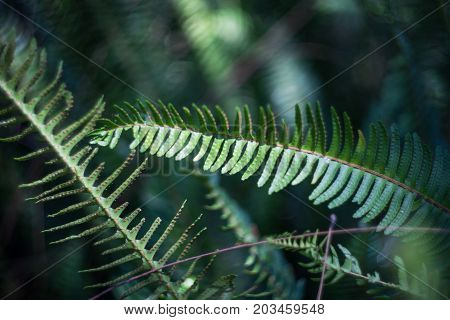 Nephrolepis Exaltata (the Sword Fern)