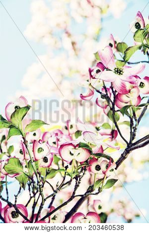 Cornus florida - Flowering dogwood - is a species of flowering plant in the family Cornaceae native to eastern North America and northern Mexico. Photo filter.