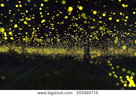 firefly flying at the forest in Thailand