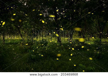 firefly flying at the forest in Thailand
