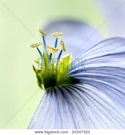 Hør blomster tæt op på feltet. Makro
