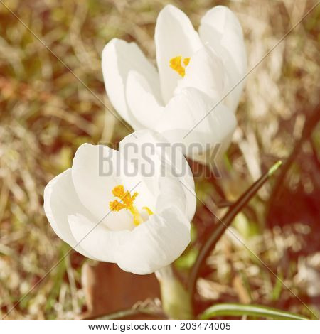 White crocus - Crocus heuffelianus. Seasonal natural scene. Spring time. Yellow photo filter
