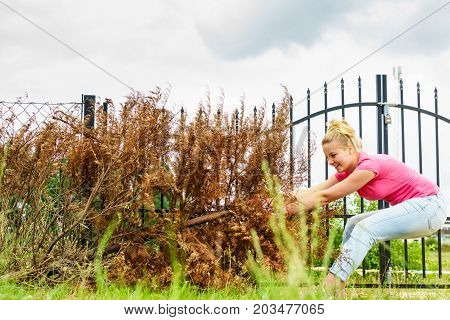 Woman Removing Dried Thuja Tree From Backyard