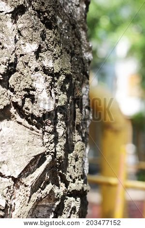 Tree Bark Texture Background. Russian Nature, Forest.