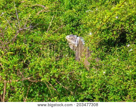 Closeup of  Iguana in the rain forest on island of Guadeloupe, Basse-Terre in French West Indies, Caribbean.