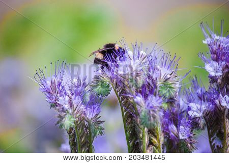 bumblebee sitting on a flower and collects nectar in the feelds