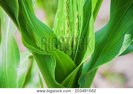 corn feeld. young corn closeup in the feelds