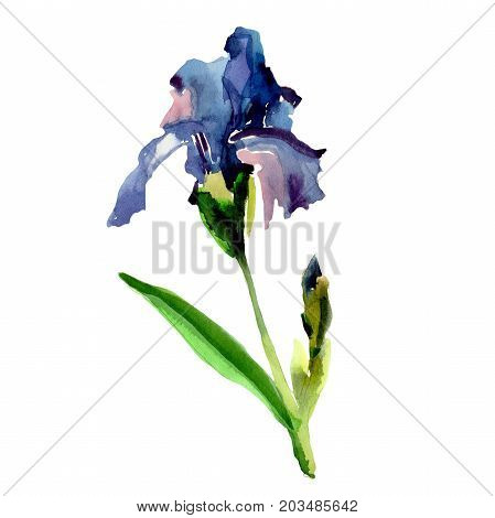Wildflower iris flower in a watercolor style isolated. Full name of the plant: flower-de-luce. Aquarelle wild flower for background, texture, wrapper pattern, frame or border.