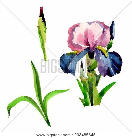 Wildflower iris flower in a watercolor style isolated. Full name of the plant: flower-de-luce. Aquarelle wild flower for background, texture, wrapper pattern, frame or border.