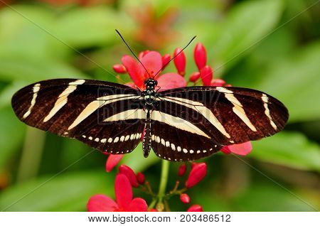 A Zebra longwing butterfly lands in the gardens for a visit.