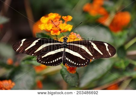 A Zebra longwing butterfly lands in the gardens for a visit.