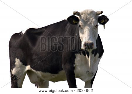 Mucca isolata