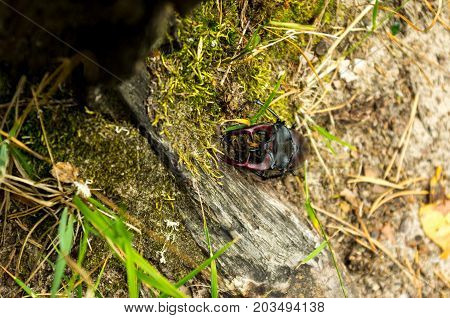 Big Beetle With Horns. Insect In Nature.