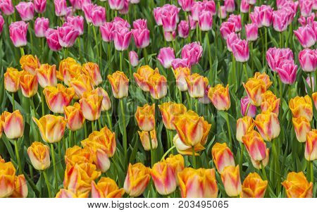 Upper view of a field of colorful tulips in a garden in spring.