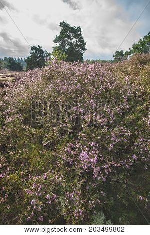Purple flowering heaths and bushes on the Renderklippen near Epe Heerde on the Dutch Veluwe. The end of summer and the entrance of autumn.