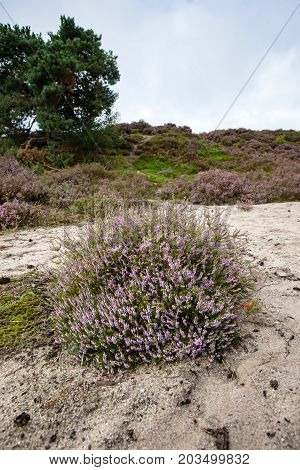 Purple flowering heaths and bushes on the Renderklippen near Epe Heerde on the Dutch Veluwe. The end of summer and the entrance of autumn.