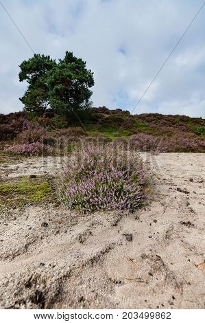 Purple flowering heaths and bushes on the Renderklippen near Epe Heerde on the Dutch Veluwe. The end of summer and the entrance of autumn.