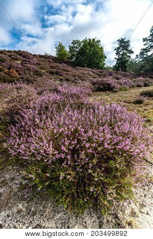 Purple flowering heaths and bushes on the Renderklippen near Epe Heerde on the Dutch Veluwe. The end of summer and the entrance of autumn.