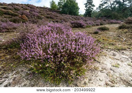 Purple flowering heaths and bushes on the Renderklippen near Epe Heerde on the Dutch Veluwe. The end of summer and the entrance of autumn.