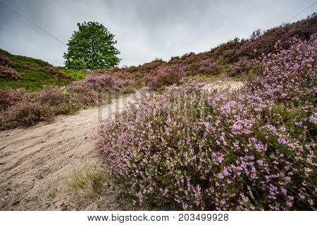 Purple flowering heaths and bushes on the Renderklippen near Epe Heerde on the Dutch Veluwe. The end of summer and the entrance of autumn.