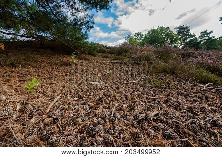 Closeup of pines cones and needles on the floor of a Dutch forest in the summer season.