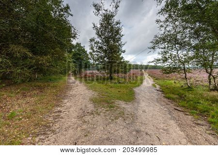 Sandpaths in a thriving pagan landscape full of purple blossoms. Typical Veluws landscape in Dutch natural areas