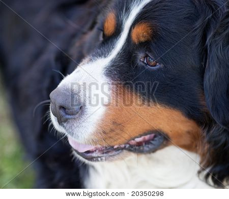 BERNSKÝ SALAŠNICKÝ PES (Berner Sennenhund, jestli)