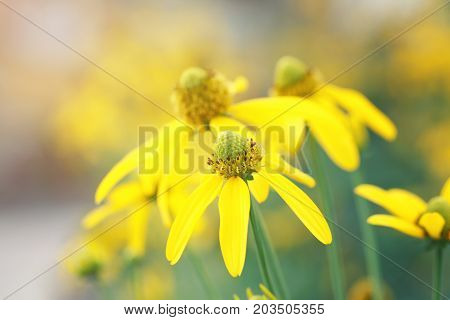 Japanese sunflower or Nitobe chrysanthemum with bloom in the garden.
