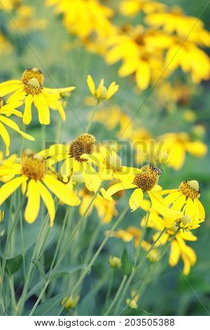 Japanese sunflower or Nitobe chrysanthemum with bloom in the garden.