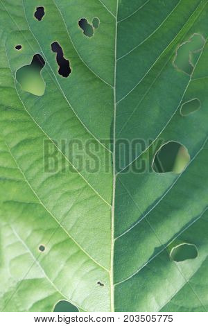 Green Leaf of insect eating for design nature idea in your work.
