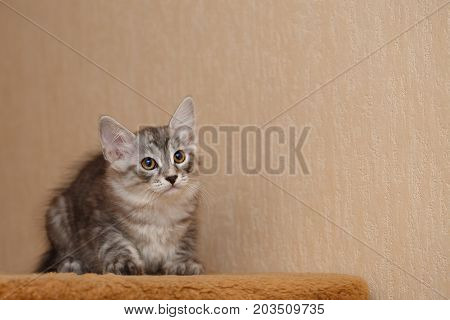 Cute little kitty Bobtail. Pets. Hypoallergenic cat breed. Cheerful kitten