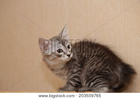 Cute little kitty Bobtail. Pets. Hypoallergenic breed of cats. Cheerful kitten