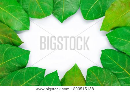 Beautiful green leaf for background or texture - nature concept.
