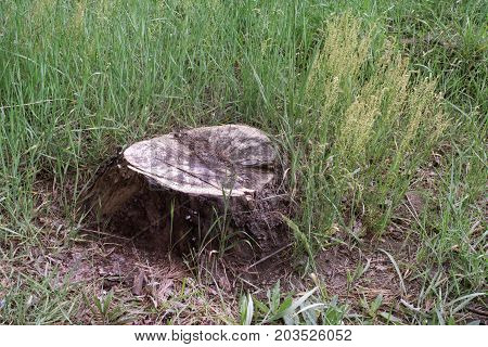 saw cut pine. Imperceptible stump in thick spring grass