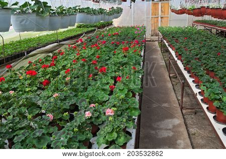 Plant nursery in greenhouse, full of flowerpots