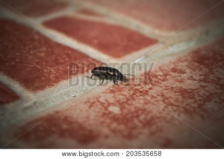 Bug standing on tiles in my house