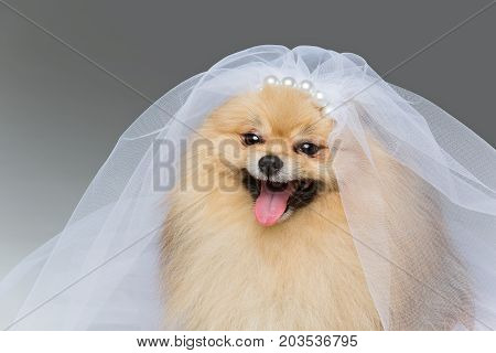 beautiful spitz dog bride in skirt and veil on gray background. copy space.