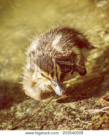 Mallard duckling - Anas platyrhynchos - in the water. Young one. Yellow photo filter.