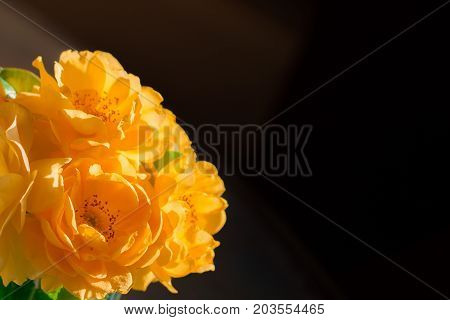 Close up of yellow roses flowers on black background.