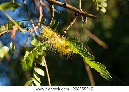 Beautiful yellowe caterpillar on a green plant in the garden.