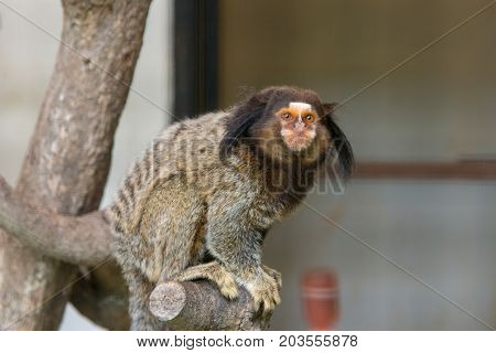 Geoffroy's Marmoset Monkey Sitting On Tree In Zoo