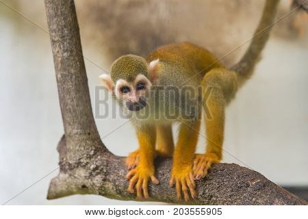Common Squirrel Monkey, Saimiri Sciureus On Tree In Zoo