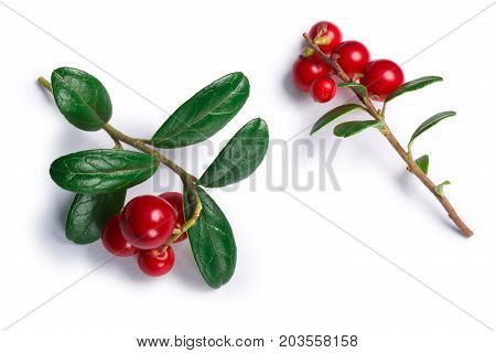 Lingonberry Vaccinium Vitis-idaea, Top View, Paths