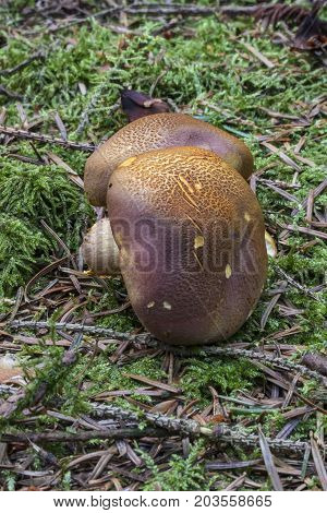 mushrooms in the Bavarian forest Rotschuppiger Raukopf CORTINARIUS BOLARIS