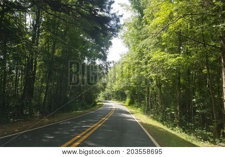 image took road  cover in large tree of Georgia